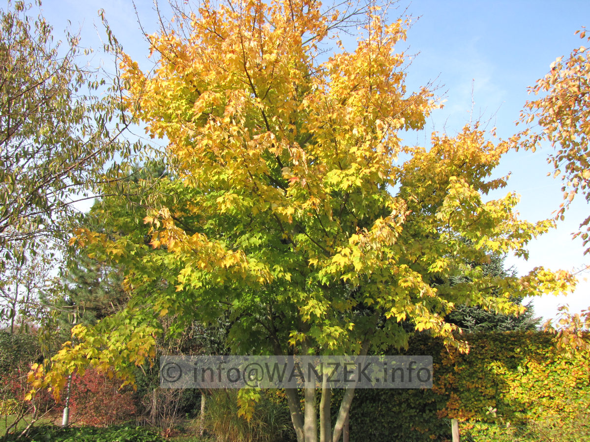 Acer rubrum - Herbst.JPG